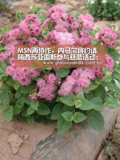 MSN再协作,内马尔将约请梅西苏亚雷斯参与慈悲活动:熊猫体育平台(图4) 熊猫体育app